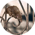 Rodent Control
