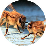 Bees Treatment