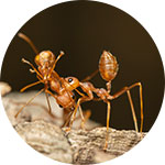 Ants Treatment
