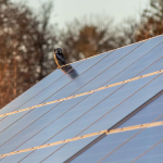 Solar Panels Bird Proofing
