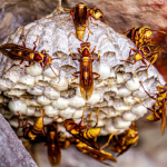 Wasp Nest