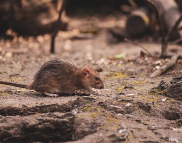 Professional Rodent Control