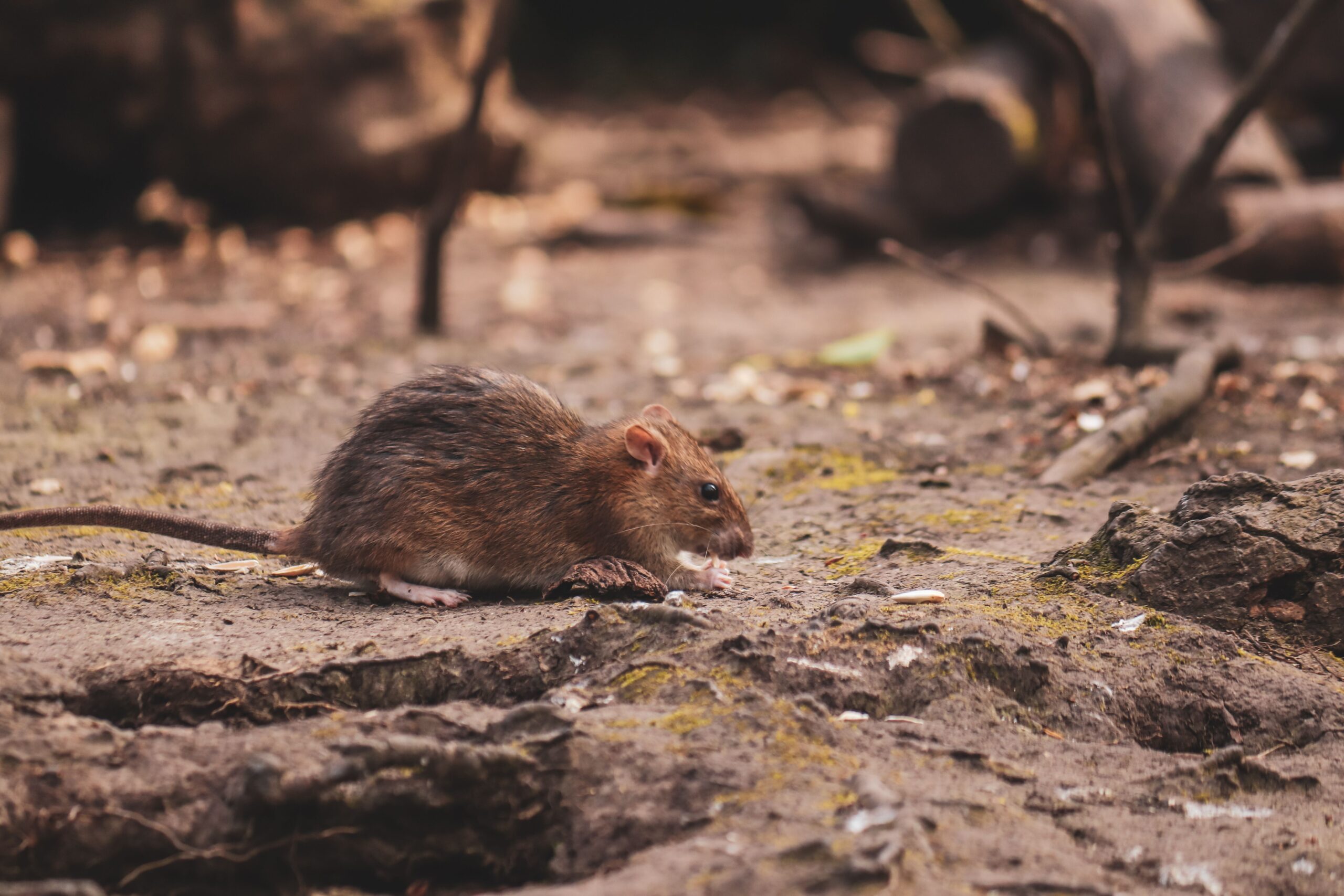 How Professional Rodent Control Helps Protect Your Property
