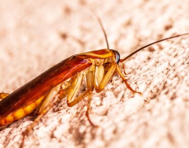 Cockroach Control