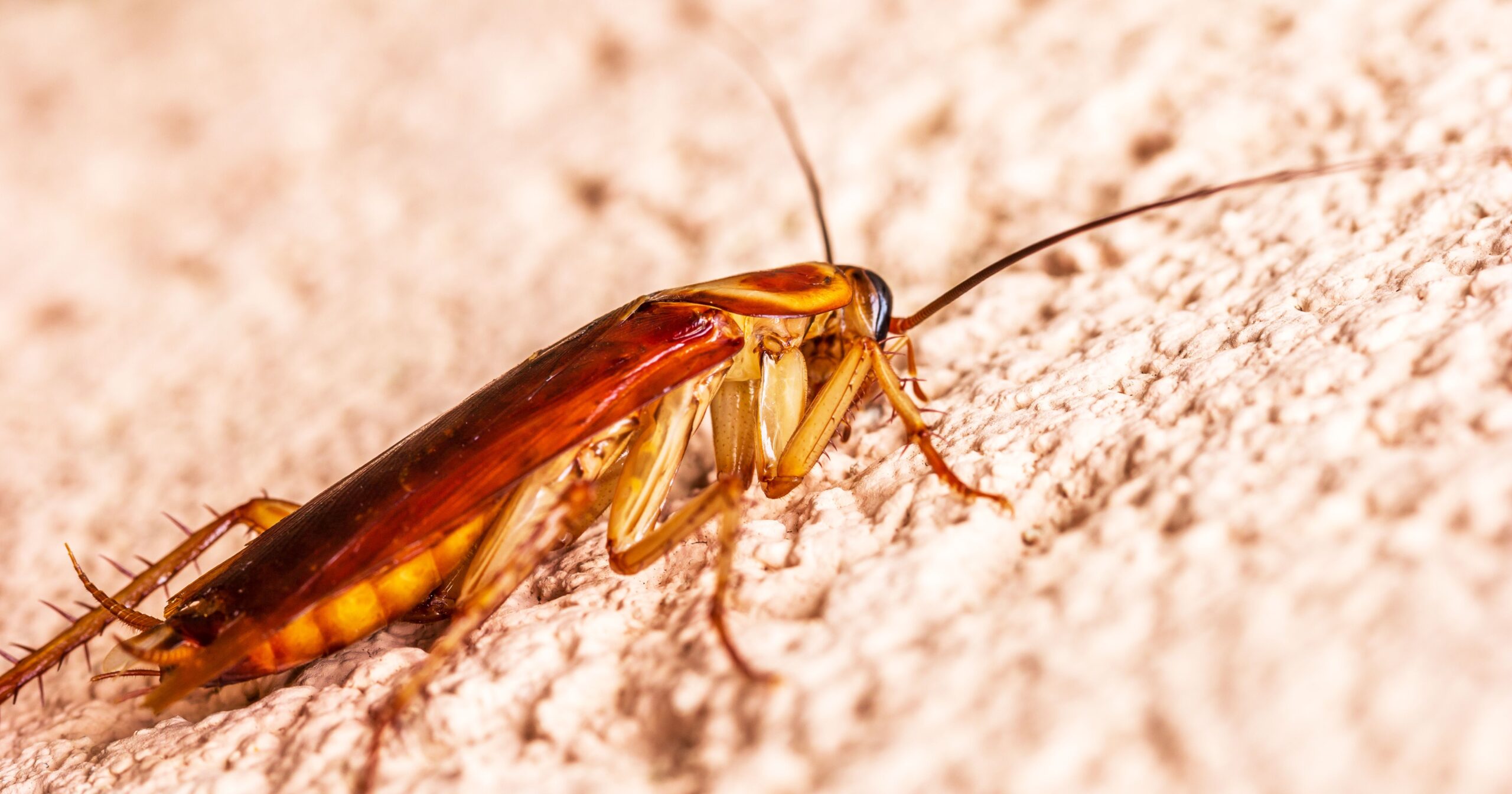 How Professional Cockroach Control Eliminates Persistent Infestations