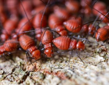 Termite Inspections