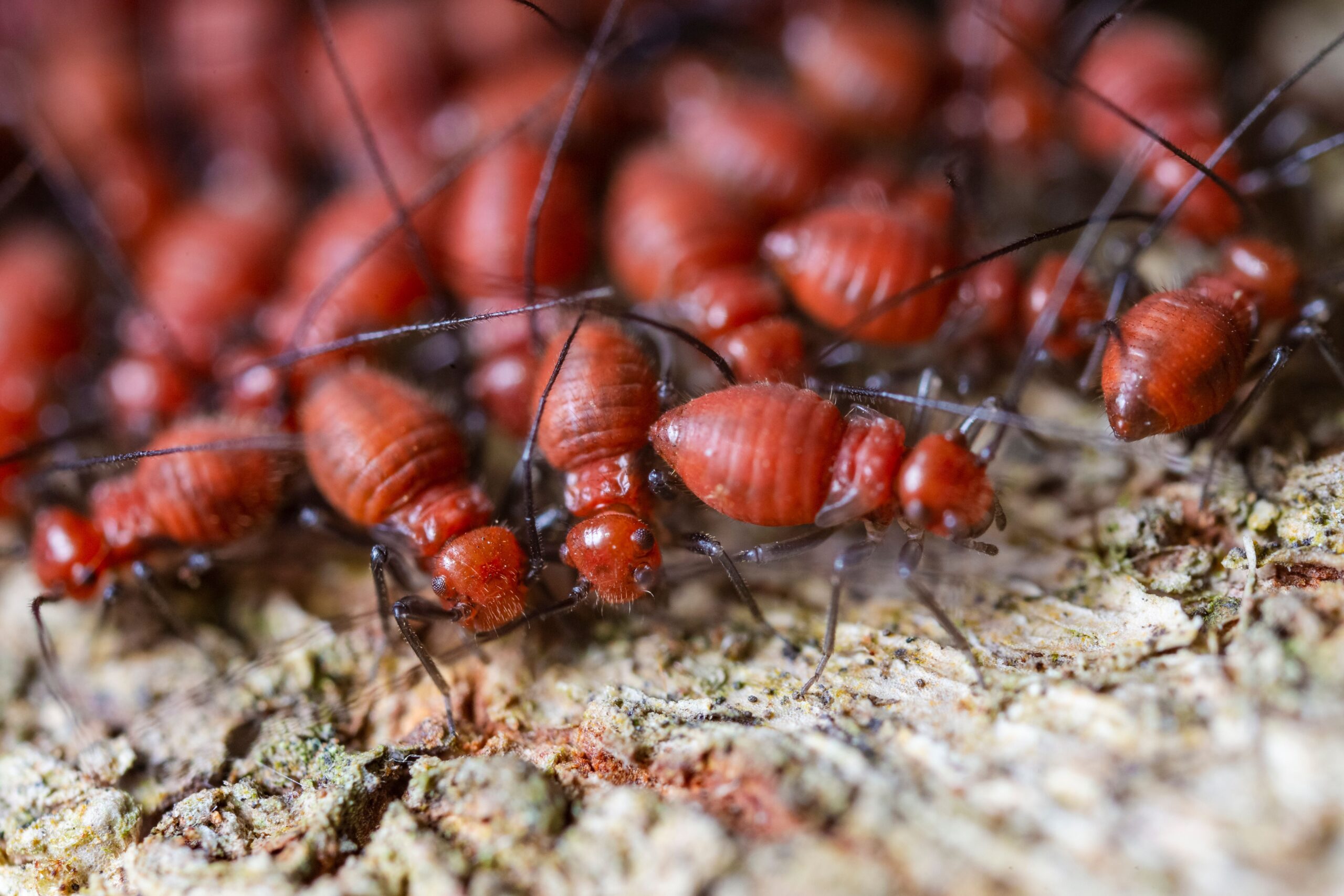How Professional Termite Inspections Help Protect Your Property