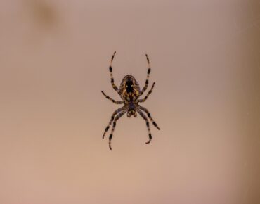 Spider Control