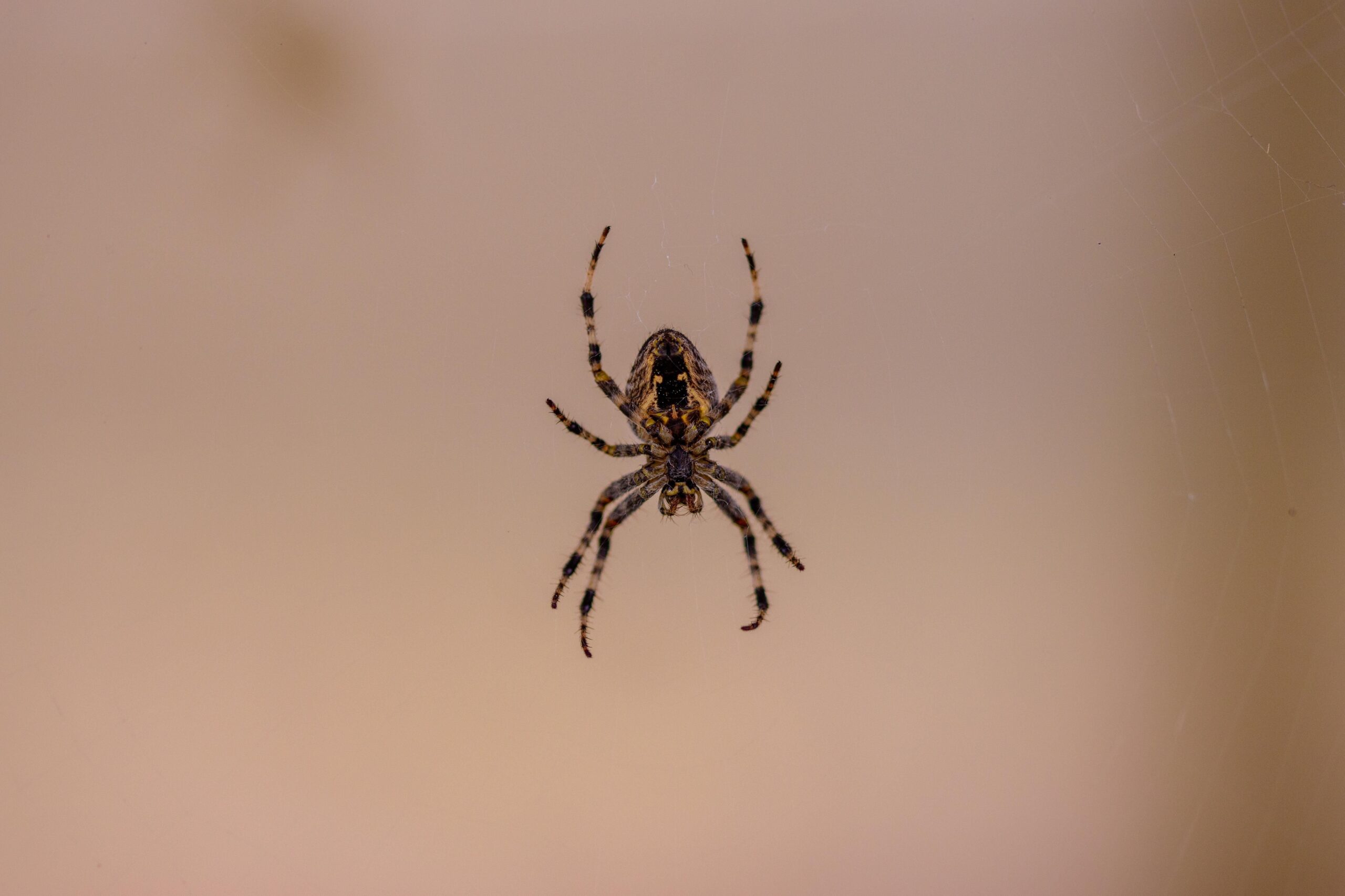 Signs Your Property Needs Professional Spider Control
